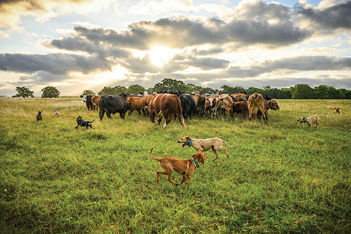 Cattle herding dogs