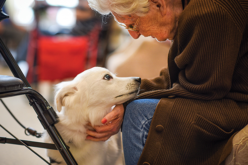 Therapy dog