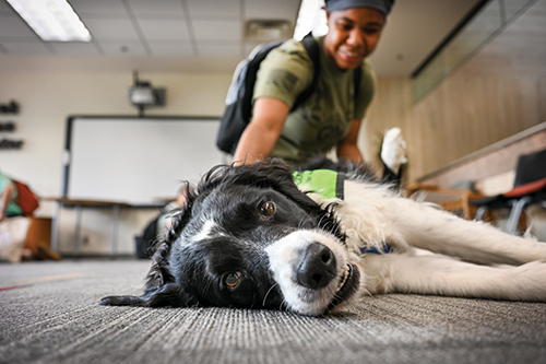 Therapy dog