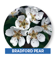 bradford pear