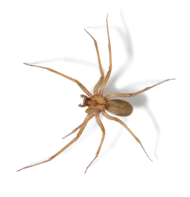 brown recluse