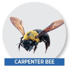 carpenter bee