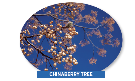 chinaberry tree