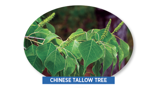 chinese tallow tree