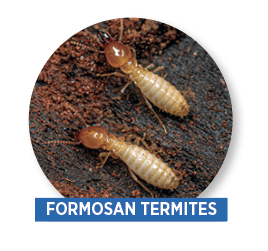 formosan termites