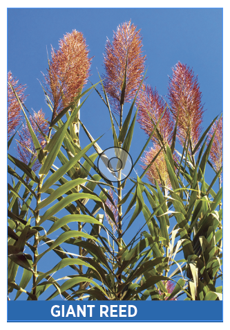 giant reed