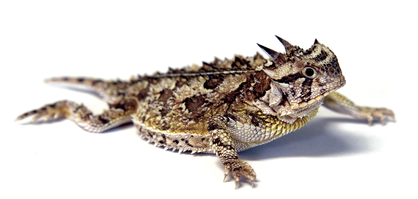 horny toad