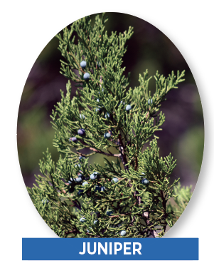 juniper