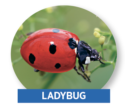 ladybug