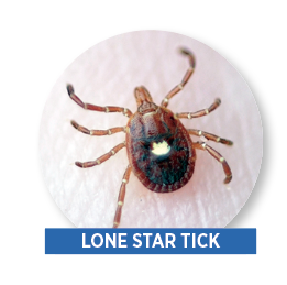 lone star tick