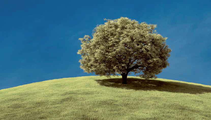Trees