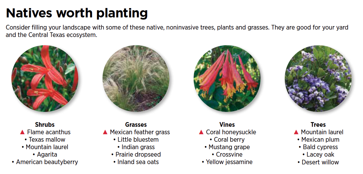 natives worth planting