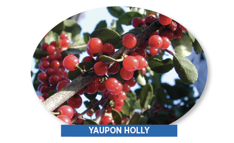 yaupon holly