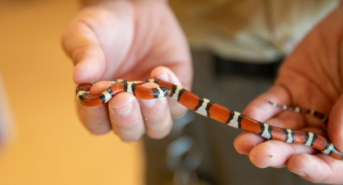 milk snake