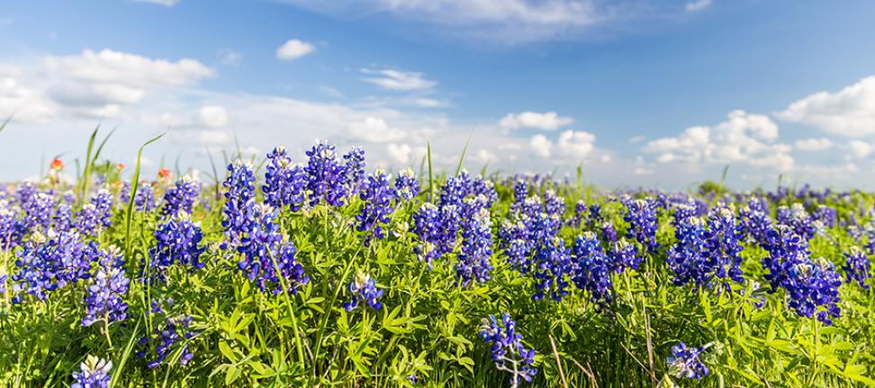 Bluebonnet field