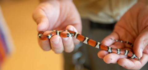 milk snake