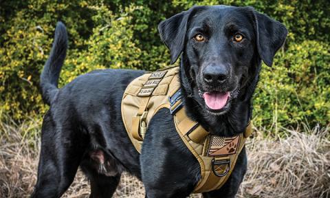 Charlie, a rescue dog, is one of only four waterleak detection dogs known to be working full time in the United States.