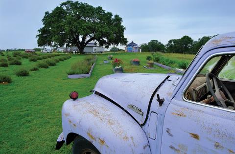 Luling Lavender Fields